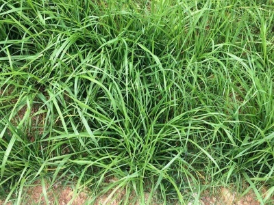 草坪草籽需要多厚土